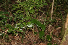 Hoya australis australis