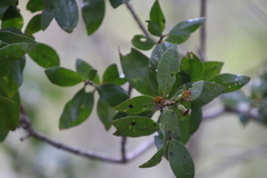 Metrosideros fulgens