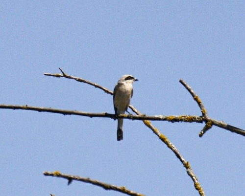 Pie-grièche écorcheur, mâle