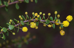 Acacia leptospermoides obovata