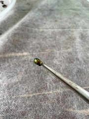 Chrysolina graminis