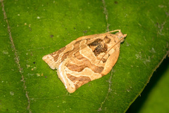 Adoxophyes privatana