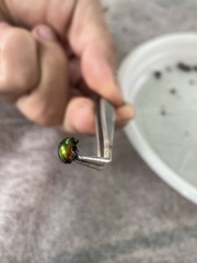 Chrysolina graminis