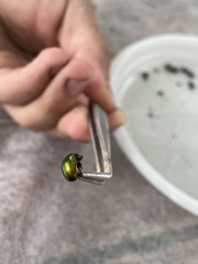 Chrysolina graminis