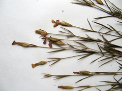 Dianthus woroschilovii