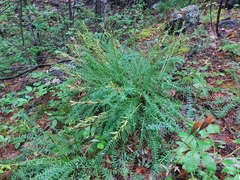 Oxytropis interposita