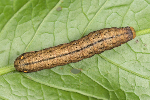Orache Moth