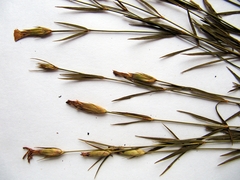 Dianthus woroschilovii