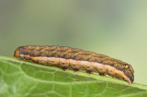 Orache Moth