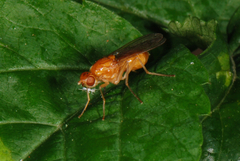 Psila fimetaria