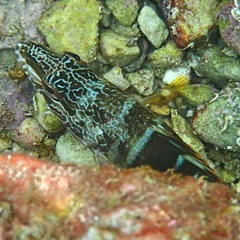 Serranus
