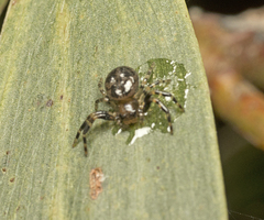 Xysticus bimaculatus