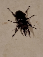 Prosopocoilus astacoides