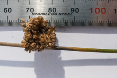 Juncus gregiflorus
