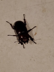 Prosopocoilus astacoides
