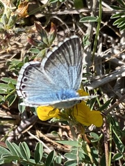 Polyommatus hispana