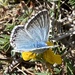 Polyommatus hispana - Photo (c) victorin83250,  זכויות יוצרים חלקיות (CC BY-NC)