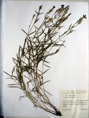 Dianthus woroschilovii