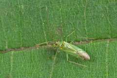 Blepharidopterus angulatus