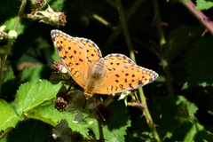 Argynnis niobe