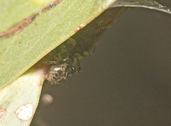 Xysticus bimaculatus