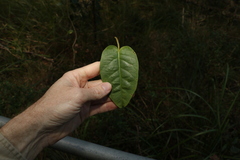 Vincetoxicum polyanthum