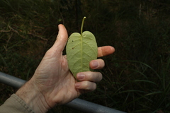 Vincetoxicum polyanthum