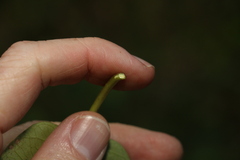 Vincetoxicum polyanthum