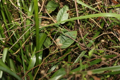 Vincetoxicum polyanthum