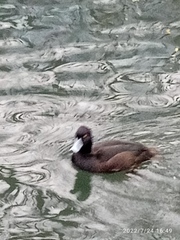 Aythya novaeseelandiae