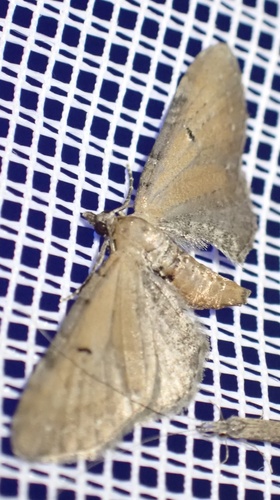 Wormwood Pug, Graafland, Groot-Ammers, South Holland, NL, photo 6 of 10