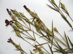 Dianthus woroschilovii