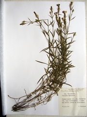 Dianthus woroschilovii