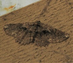 Paradromulia ambigua