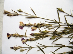 Dianthus woroschilovii