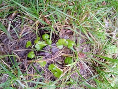 Hydrocotyle microphylla