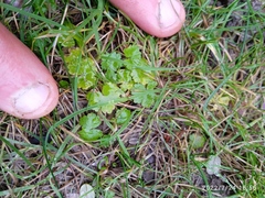 Hydrocotyle microphylla