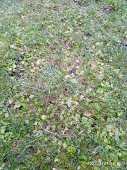 Hydrocotyle microphylla