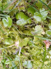 Hydrocotyle microphylla