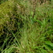 Arundinella filiformis - Photo (c) lecanorchis, algunos derechos reservados (CC BY-NC)