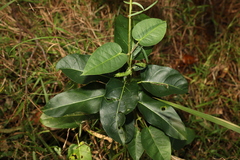 Vincetoxicum polyanthum