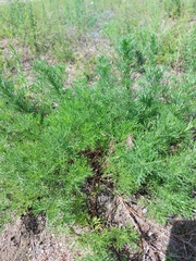 Artemisia obtusiloba subviscosa