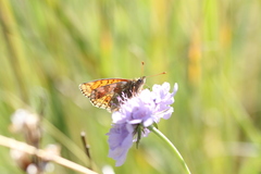 Boloria graeca