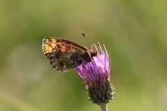 Boloria graeca