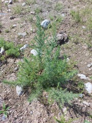 Artemisia obtusiloba subviscosa