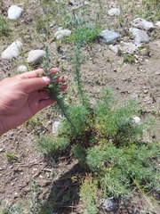 Artemisia obtusiloba subviscosa
