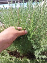 Artemisia obtusiloba subviscosa