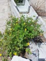 Chelidonium asiaticum