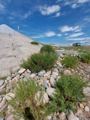 Artemisia obtusiloba subviscosa