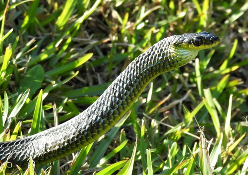 Common Tree Snake sighting